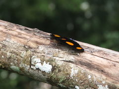 Catonephele numilia esite