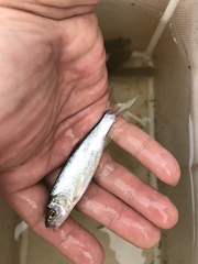 Opsariichthys pachycephalus