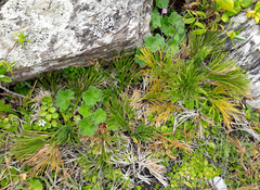 Aciphylla dieffenbachii
