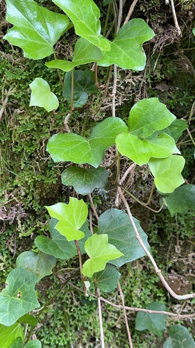 Image of Hedera azorica by (c) Codrin Bucur, some rights reserved (CC BY)