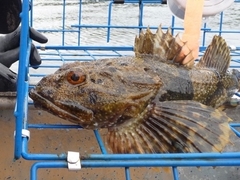 Myoxocephalus polyacanthocephalus