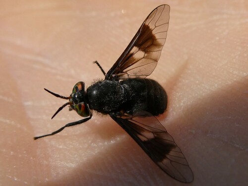 Charcoal Deer Fly photo 3