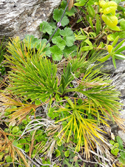 Aciphylla dieffenbachii