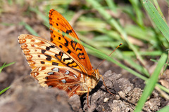 Speyeria cybele letona