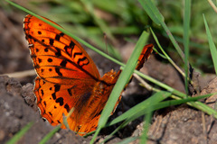 Speyeria cybele letona