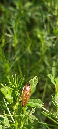 švábik červenkavý (Ectobius erythronotus)