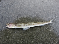 Synodus lucioceps