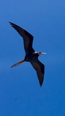 Fregata magnificens