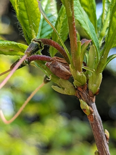 Image of Rhododendron vaseyi by (c) Alison Northup, some rights reserved (CC BY)