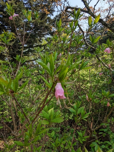 Image of Rhododendron vaseyi by (c) Alison Northup, some rights reserved (CC BY)