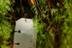 Hymenophyllum australe