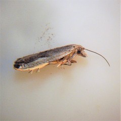 Holocola parthenia