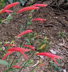 Dicliptera sexangularis