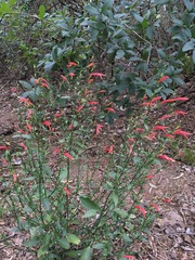 Dicliptera sexangularis