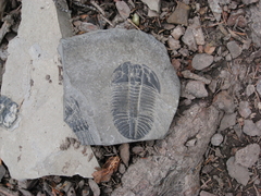 Trilobita