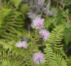 Melaleuca squamea