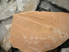 Trilobita