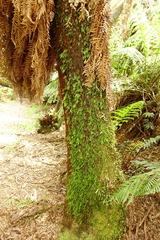 Hymenophyllum australe
