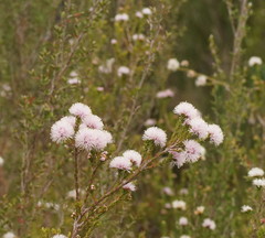 Melaleuca squamea