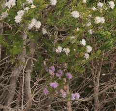 Melaleuca squamea