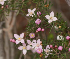 Boronia pilosa