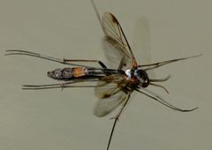 Isoneuromyia harrisi