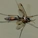 Isoneuromyia harrisi - Photo (c) Steve Kerr, algunos derechos reservados (CC BY), subido por Steve Kerr