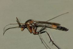 Isoneuromyia harrisi