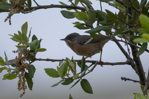 Curruca tirrénica (Curruca subalpina)