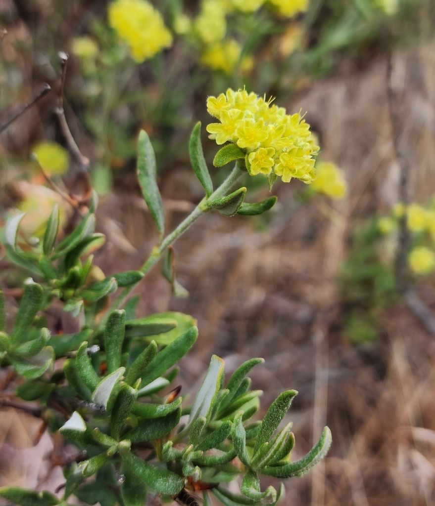 Rock Buckwheat From Royal City Wa 99357 Usa On May 26 2023 At 0410