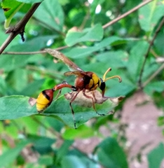 Delta pyriforme pyriforme