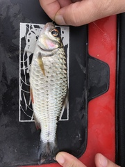 Systomus orphoides