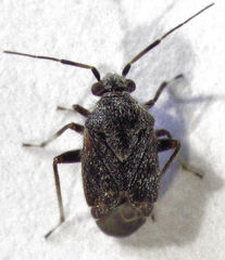 Charagochilus