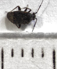 Charagochilus