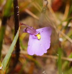 Utricularia barkeri