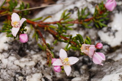 Boronia pilosa