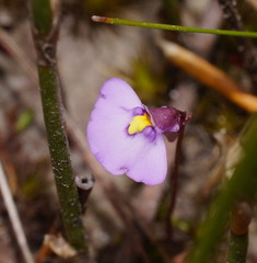 Utricularia barkeri