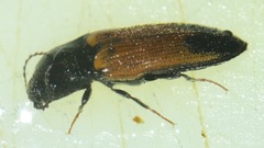 Ampedus apicatus