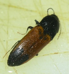 Ampedus apicatus