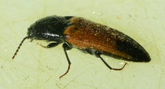 Ampedus apicatus