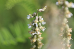 Astragalus micranthus