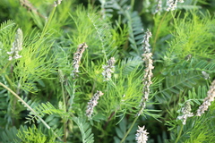 Astragalus micranthus