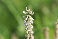 Astragalus micranthus