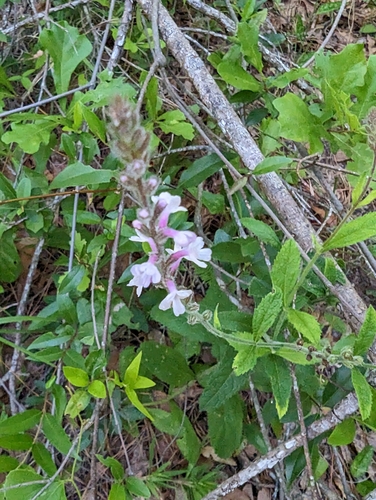 Image of Verbena carnea by (c) Robert Guralnick, some rights reserved (CC BY)