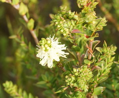 Melaleuca squarrosa