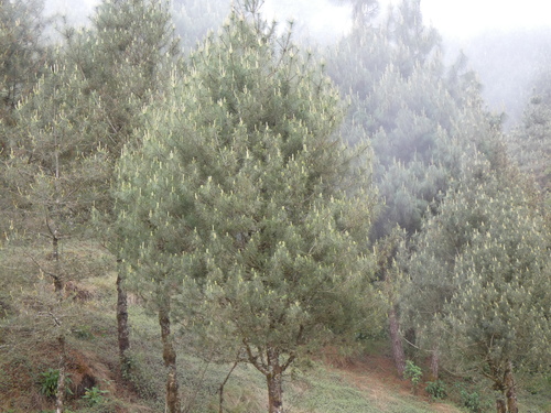 Mexican white pine (Pinus ayacahuite)