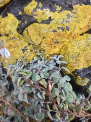 Chenopodium triandrum