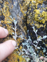 Chenopodium triandrum