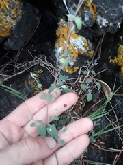 Chenopodium triandrum