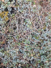 Chenopodium triandrum